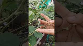 Home made pestiside for aphids youtubeshorts shorts organicfarming [upl. by Millar]