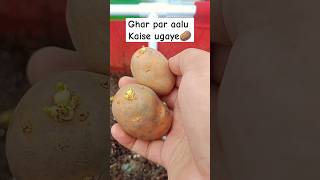 grow bag me aaloo kaise ugaye potato youtubeshorts [upl. by Illyes823]