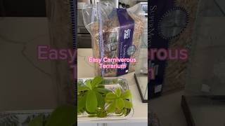 DIY Carniverous Plant Terrarium shorts [upl. by Trescott]