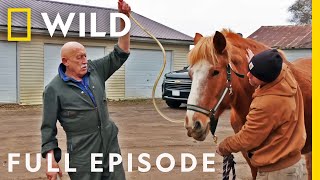 The Incredible Dr Pol The Grand Finale Full Episode SPECIAL  Nat Geo Wild [upl. by Hiram]