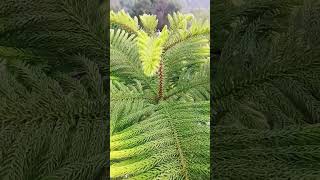 Araucaria heterophylla is a species of conifer gardening indoorplantplantnursery nature [upl. by Aceissej]