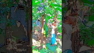 Bananas trees cutting skills 🌴ep69shorts shortvideo trending [upl. by Tiffa17]