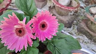 Best fertilizer for gerbera plants gerbera care tips greengardenassam [upl. by Christyna397]