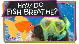 How Do Fish Breathe  Animal Science for Kids [upl. by Zednanref429]