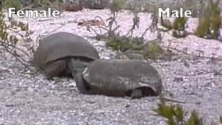 Tortoise Tango Gopher Tortoise Courtship Gopherus polyphemus Barefoot Beach Preserve [upl. by Geier317]