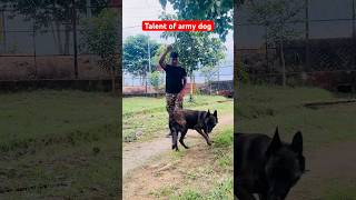 Techniques of Indian military dog training 🇮🇳 youtubeshorts shortvideo viralvideo dog k9 [upl. by Edin]