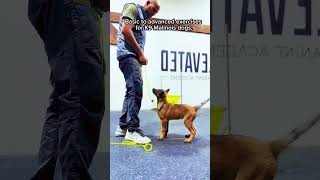 dog k9protection doglover pets workingk9 dogs germanshepherd k9 doglife armedk9 [upl. by Alleinad]