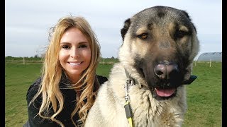 TURKISH KANGAL DOG  WOLF KILLER OR PET [upl. by Enneite823]