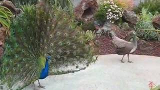 Peacock and Peahen Display [upl. by Durtschi]