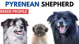 Pyrenean Shepherd Breed Profile History  Price Traits  Chien de Berger des Pyrénées Grooming Needs [upl. by Quirk]