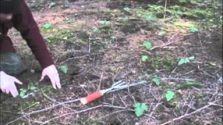 Oregon white truffle mushroom hunting [upl. by Shoshanna]