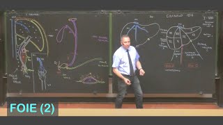 Anatomie du foie 2 Abdomen 5 [upl. by Ludwigg145]