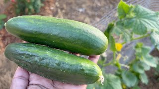 Muncher and Marketmore 76 Cucumbers Hand Pollination Pruning and Harvest [upl. by Halik]