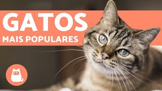 Top 10 raças de GATOS mais POPULARES do MUNDO [upl. by Bronnie]