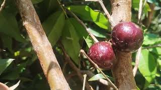 jabuticabeira com fruta a 8000 reais na promoção Cambucá edulis e da praia fruta do milagre [upl. by Ihn]