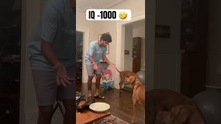 Making our vizsla’s question reality 🫢 magic vizsla dogs funny fetch comment for part 2 🤗 [upl. by Blinni742]