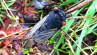 Cicada Swarm Plague Frenzy Caught On iPhone Camera [upl. by Ecyt525]