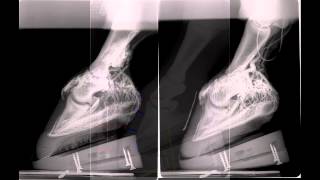 Acute laminitis radiographic and venographic progression [upl. by Nnylrac]