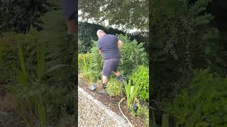 Trimming my big bush timelapse gardening shorts fast satisfying [upl. by Valentin]