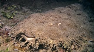 Diving in Raja Ampat of Indonesia 2011 [upl. by Gardener899]