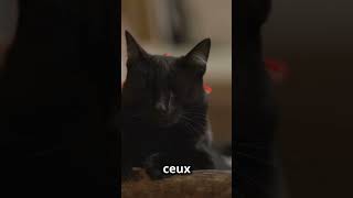 Chats Noirs  Pourquoi Personne Ne Veut Les Adopter  🐱🖤 [upl. by Shaer]