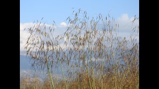 Poaceae Cyperaceae Juncaceae [upl. by Aduhey]