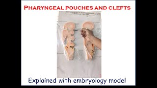 Pharyngeal pouches and clefts  Explained with embryology model  For firstyear medical students [upl. by Eicul]