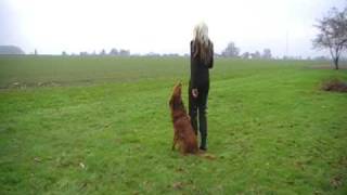 Hundesport  freudiger Training  Teil1  Obedience [upl. by Eihtur479]