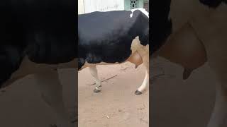 1st lactation cow 4 Teeth 20  milking capacity [upl. by Katharine]