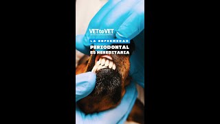 Diferencias consejos y prácticas de la odontología veterinaria para perros y gatos short [upl. by Linneman]