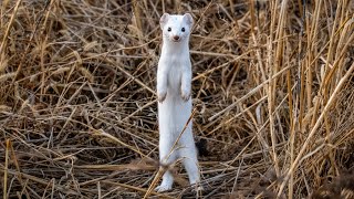 A longtailed Weasel hunting prey in the tall grass [upl. by Ttocs68]