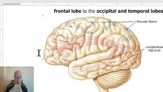 Anatomy of CNS Module in Arabic 2024 Association fibers in cerebral hemispheres by Dr Wahdan [upl. by Ahsaelat]