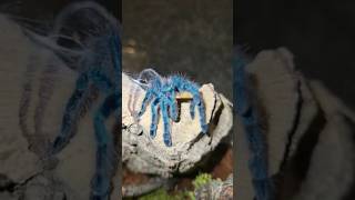 Cversicolor blue tarantula🥺😃 pets tarantula shorts [upl. by Suneya]