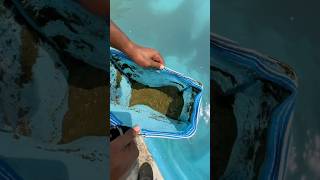 Piscina que ficou meses sem limpar fy limpeza satisfying pool satisfy piscinas viralvideo [upl. by Brietta]