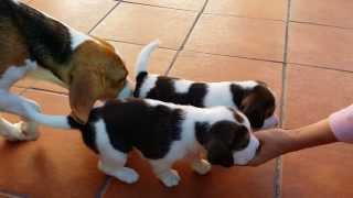 Cachorros de beagle primeros pasos [upl. by Holman]