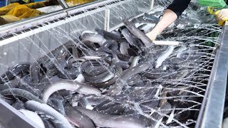 장어 양식장이 궁금해 출하량만 35톤  선별부터 출하까지  The whole Process of an Amazing Eel farm  Korean food [upl. by Icyak]