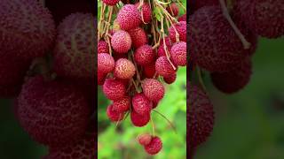 Easiest Way to Grow Lychee Tree at Home airlayeringfruittree [upl. by Kenaz]