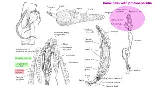 Phylum Rotifera Part 3 Subclade Acanthocephala Parasitic SpinyHeaded Worms [upl. by Aneloj]