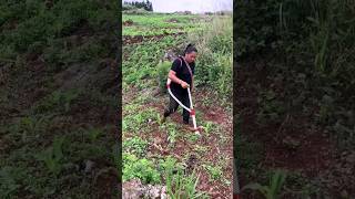 🍁🍁Easy fertilizer tools for crops 🍃short agriculture women farming shorts [upl. by Enyrb]