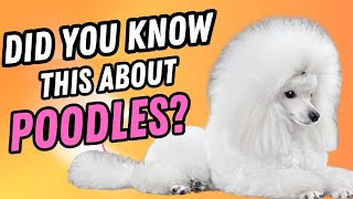 7 Fascinating Facts About Poodles You Never Knew [upl. by Theron838]