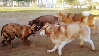 Rare Phu Quoc Ridgeback Battles Gang Attack At Dog Park [upl. by Nitsraek]