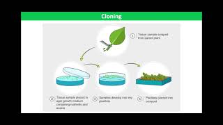 Micropropagation [upl. by Aivyls]