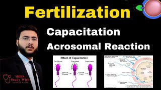 Fertilization Capacitation Acrosomal Reaction Definition Meaning amp Examples [upl. by Schonfeld]