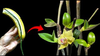 Banana peel Orchids suddenly grow many seedlings and bloom continuously [upl. by Pacificas]