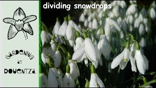 How To Divide Snowdrops  propagate and plant in the green [upl. by Hickey488]