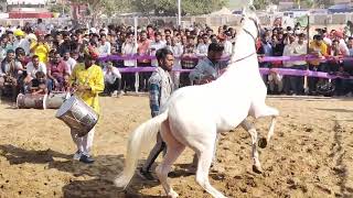 ghoda dance competition 121 pushkar [upl. by Alegnaed]