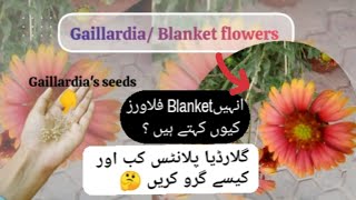 Gallardia Plant  Blanket flowers  Gallardia Seeds Collection  Care Tips  grow gallardia plants [upl. by Lydia]