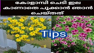 എന്നും പൂക്കൾ തരുന്ന Allamanda plantAllamanda plant care propagation malayalameasy tipsflowering [upl. by Onitsuaf]