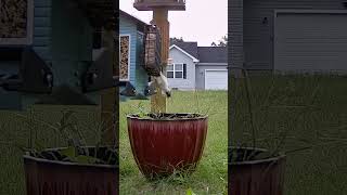 Downy Wood Pecker eats while hanging upside down birdslover birdwatchinglife [upl. by Champaigne]