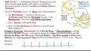 Herz 4 Erregungsbildung und Erregungsleitung [upl. by Petula18]